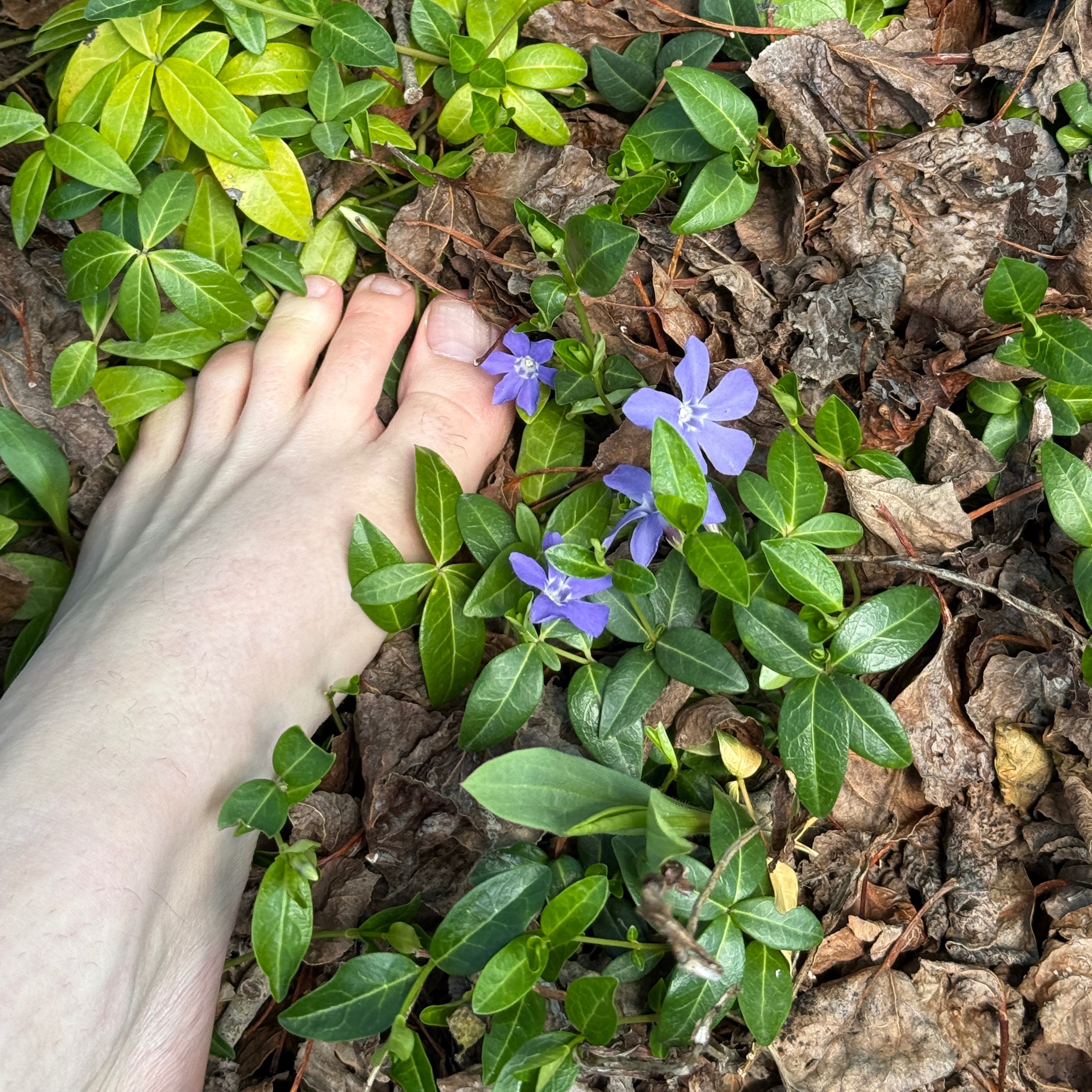 cozywoodsysoles