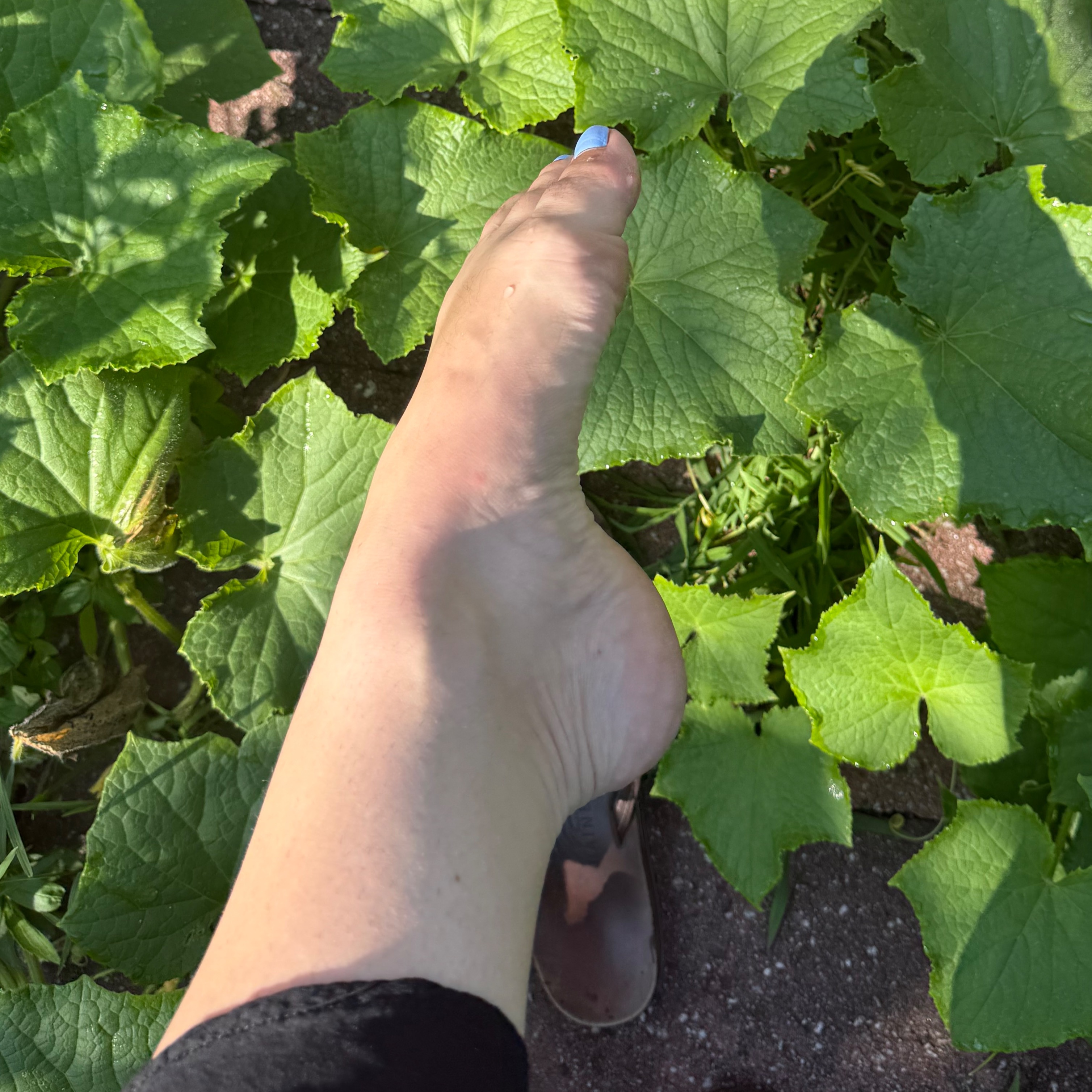 poppys_pointed_toes