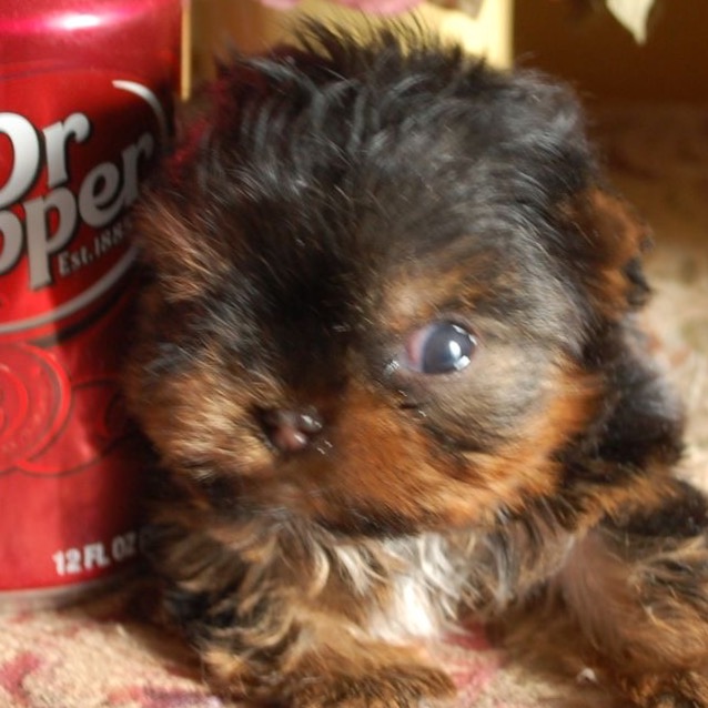 misspuppygirl