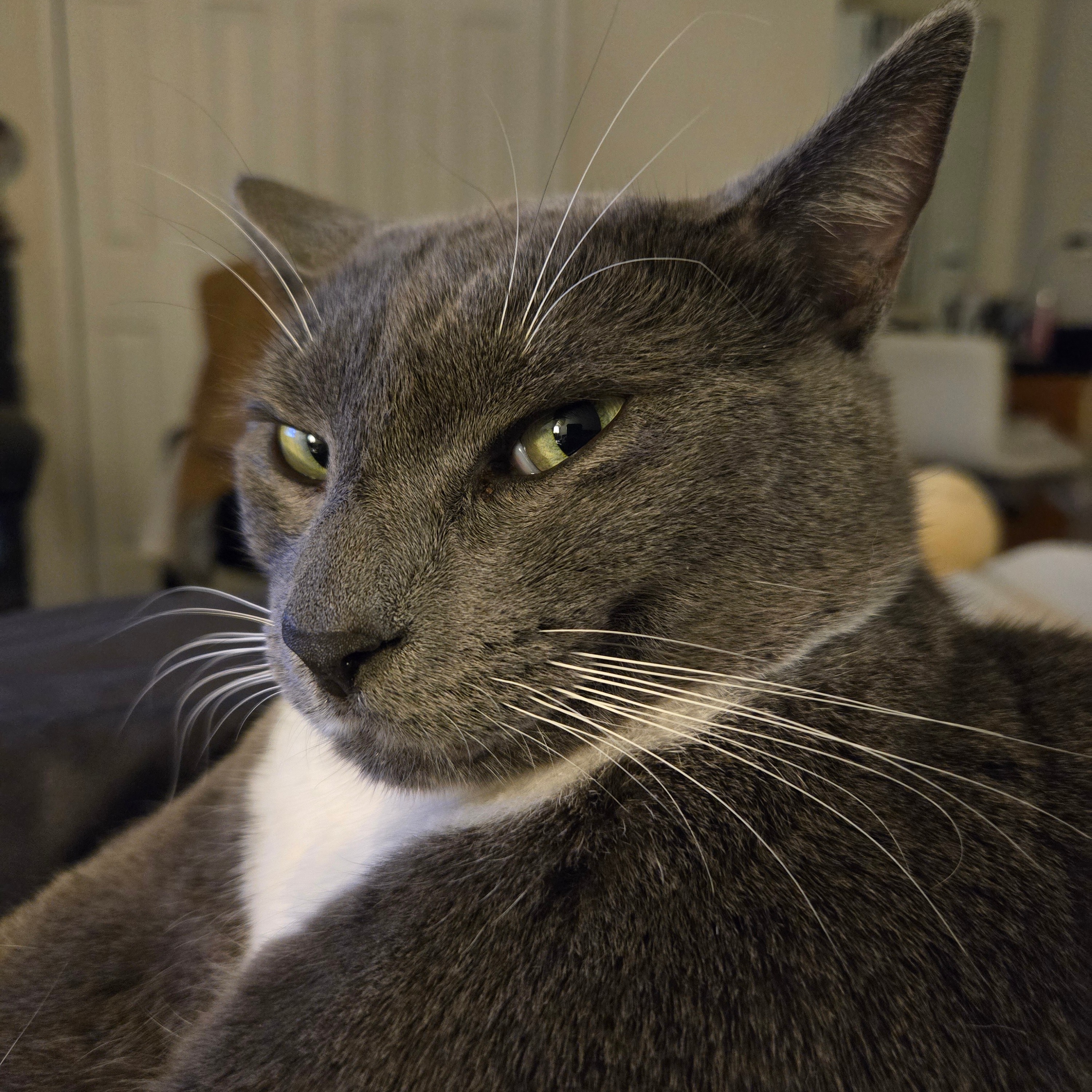 catscratches