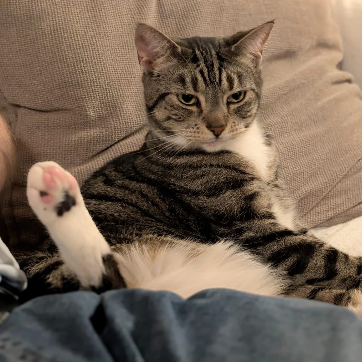 jenni8toes