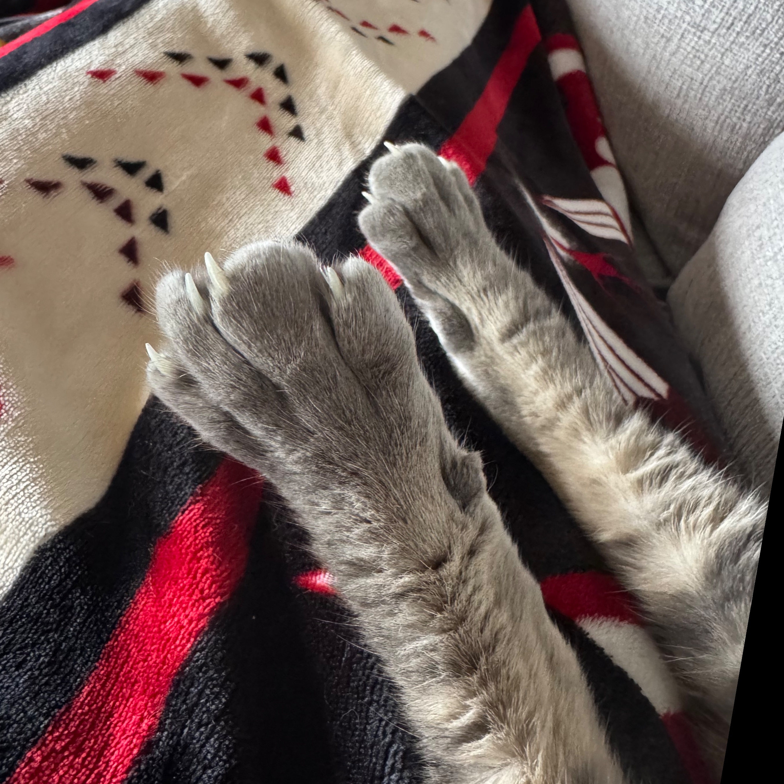 Kittykatpaws